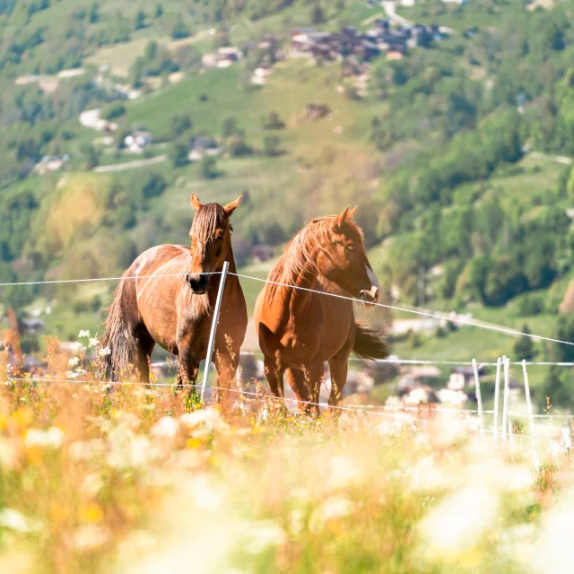 Sports équestres dans la région de Verbier