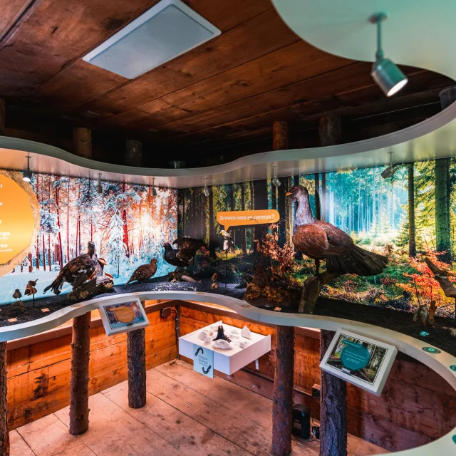 Maison De La Foret @raphael Surmont