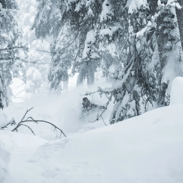 Bruson Tree Skiing 2